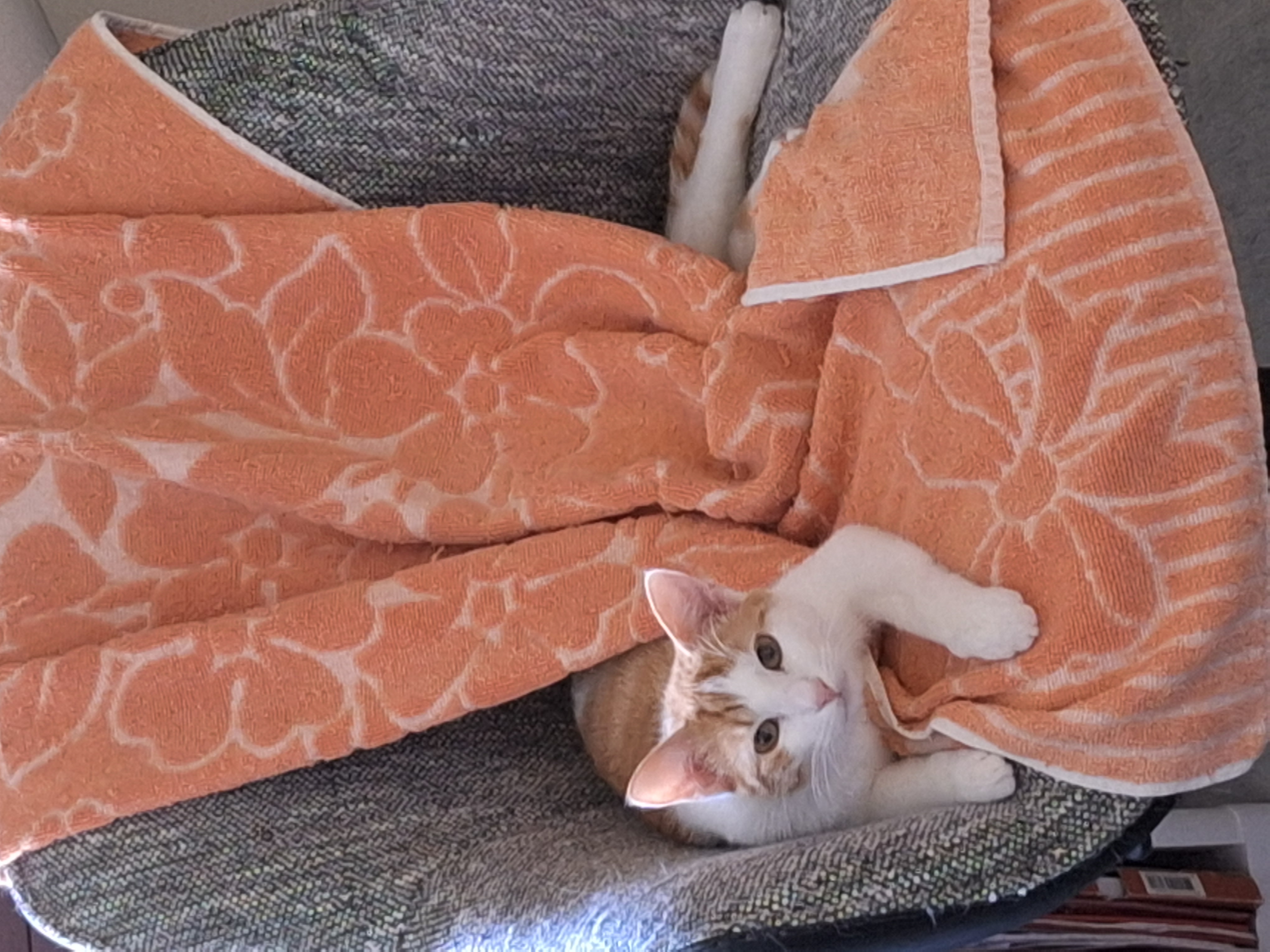 TaÏga